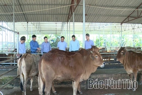 Chăn nuôi ứng dụng công nghệ cao - tăng lợi nhuận, giảm chi phí