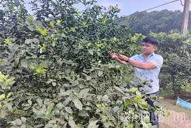 Phát huy lợi thế, nâng cao thu nhập
