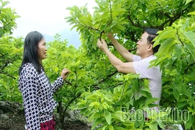 Nông dân thi đua làm giàu
