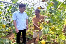 Phát triển kinh tế tập thể ở Đà Bắc