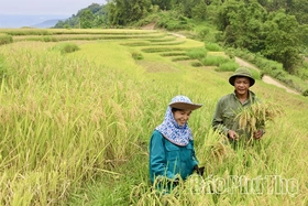 Phú Thọ có 86.000 ha lúa chất lượng cao