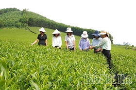 Võ Miếu&nbsp;nâng cao chất lượng vùng nguyên liệu chè