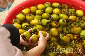 Hồng Gia Thanh –&nbsp;hương vị mùa Thu Đất Tổ