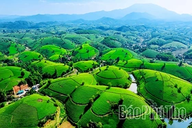 Chè Phú Thọ chinh phục những thị trường khó tính