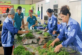 Phùng Nguyên phát triển sản xuất gắn với trách nhiệm bảo vệ môi trường