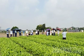 Đảm bảo an toàn dịch bệnh trên đồng ruộng