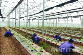 Sản xuất nông nghiệp hiện đại ở Tam Nông