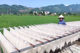 Từ hạt gạo quê đến sản phẩm OCOP