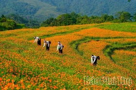 Về miền trái ngọt Cao Phong