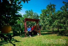Về miền trái ngọt Cao Phong