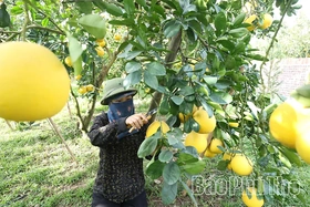Nông nghiệp Phú Thọ: Đổi mới tư duy, nâng tầm giá trị - Kỳ 2: OCOP&nbsp;- “hộ chiếu” đưa nông sản Đất Tổ vươn xa
