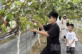 Nông nghiệp Phú Thọ: Đổi mới tư duy, nâng tầm giá trị - Kỳ 3: Khát vọng làm giàu bền vững trên mảnh đất quê hương