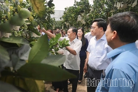 Số hóa để bưởi Diễn Yên Thủy vươn xa