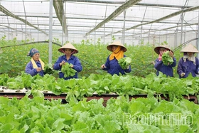 Nông nghiệp Phú Thọ: Đổi mới tư duy, nâng tầm giá trị