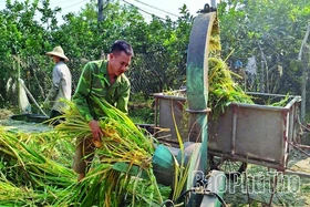Hiệu quả kinh tế từ tận dụng rơm, rạ sau thu hoạch