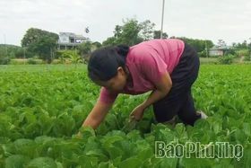Từ đồng rau đến chuỗi giá trị Trường Thịnh