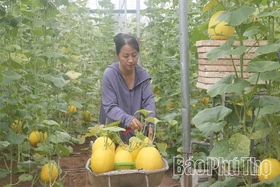 Rực rỡ mùa vàng dưa Hoàng Kim