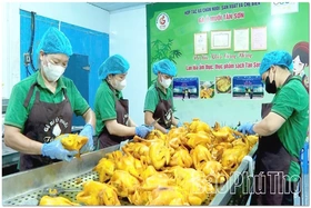 Expanding Markets for Minh Dai OCOP Products