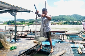 Những “lão ngư” cuối cùng trên sông