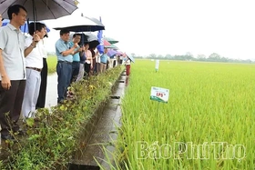 Trình diễn sản xuất giống lúa thuần LP5 vụ mùa 2026