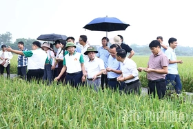 Trình diễn giống lúa thuần LC26 và LH12 vụ Mùa 2026