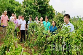 Thái Hòa phát triển kinh tế nông nghiệp gắn với bảo vệ môi trường