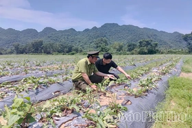 Đánh thức giá trị cây dược liệu