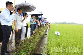 Trình diễn sản xuất giống lúa thuần LP5 vụ mùa 2026
