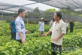 Tiên phong phát triển kinh tế từ vườn ươm lâm nghiệp