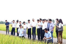 Ứng dụng khoa học công nghệ để nhân rộng mô hình sản xuất nông nghiệp hiệu quả