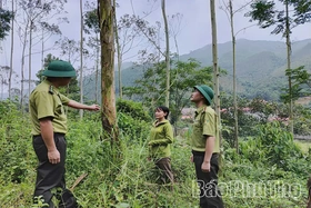 Nâng cao hiệu quả kinh tế rừng