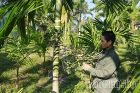 Cau ngoại bén rễ, đất rừng thơm hương