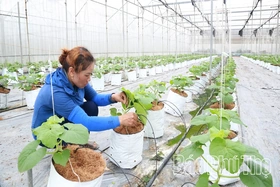 Vĩnh Yên phát huy sức mạnh khoa học công nghệ