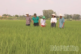Nhân rộng diện tích lúa cấy theo mô hình giảm phát thải