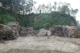 Developing the Wood Processing Craft in Tay Coc