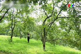 Phu Tho Culture Express - The sweetness of a royal tribute in the Autumn sunshine of the ancestral land