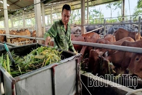 Thay đổi tư duy chăn nuôi, nâng giá trị đàn gia súc