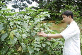 Đánh thức nguồn dược liệu bản địa trong chăm sóc sức khỏe Nhân dân