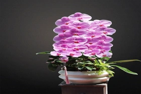 Chậu lan hồ điệp nhiều cành làm quà biếu: chọn số cành và dáng chậu sao cho khéo
