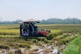 Yên Kỳ thúc đẩy sản xuất vụ Đông