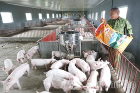 Giá lợn hơi giảm sâu, người chăn nuôi lo ngại tái đàn