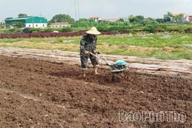 Nâng cao hiệu quả sản xuất vụ Đông