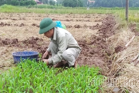 Thay đổi trong sản xuất vụ Đông ở Xuân Đài