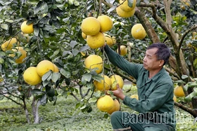 “Thủy lôi” năm xưa, quả ngọt hôm nay