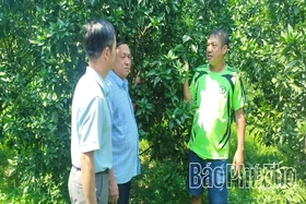 Ứng dụng công nghệ nâng cao giá trị cam Cao Phong