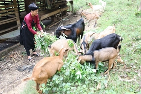 Sức bật Yên Lãng