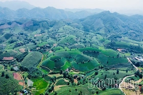 Elevating Tea Plants Linked with Tourism Development