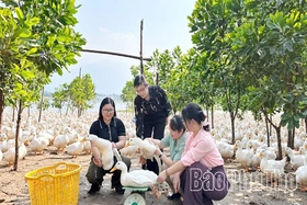 Tu Vũ ứng dụng khoa học công nghệ phát triển kinh tế - xã hội