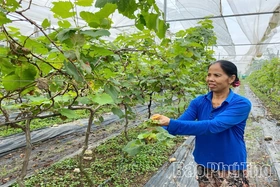 Sản xuất cây đặc sản xen canh hiệu quả