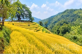 Sắc vàng no ấm